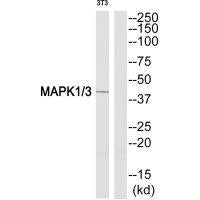 MAPK1/MAPK3 (Ab-205/222) Antibody