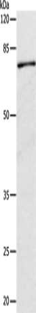 CAPN1 Antibody