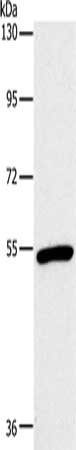 OXTR Antibody
