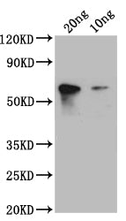 S1 Antibody