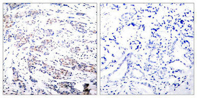 ELK1 (Ab-383) Antibody