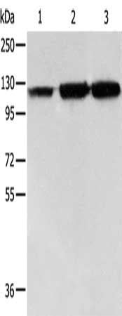 HSPH1 Antibody