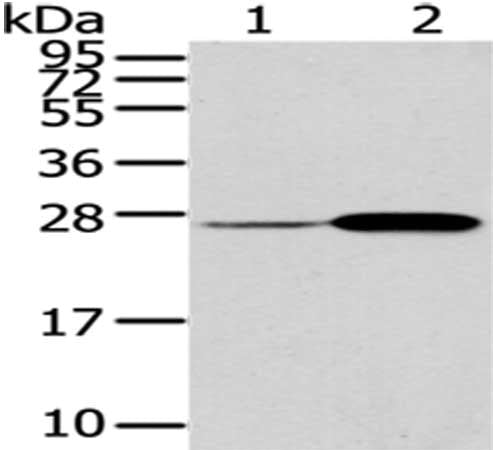 CD79A Antibody