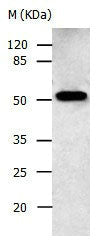 AAK1 Antibody