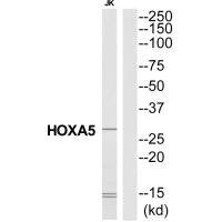 HOXA5 Antibody