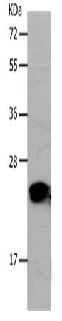 PNOC Antibody