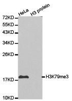 Histone H3K79me3 Antibody