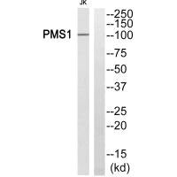 PHLDA3 Antibody