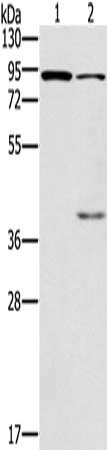 CNGA3 Antibody