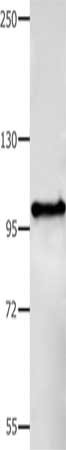 BCOR Antibody
