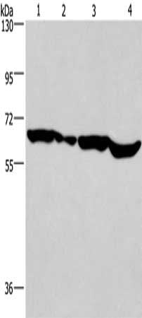 SOX18 Antibody