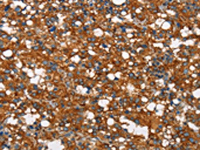 COX5A Antibody