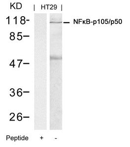 NFKB1 (Ab-337) Antibody