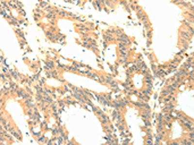PTGES3 Antibody