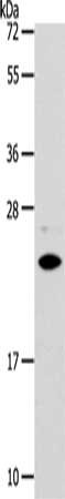 SOD2 Antibody