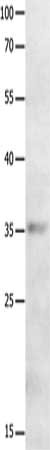 MAGEA2 Antibody