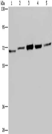 CHEK2 Antibody