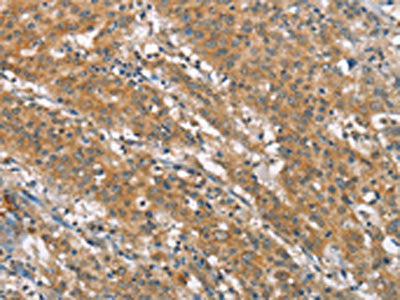 NLRP7 Antibody