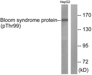 Phospho-BLM (Thr99) Antibody