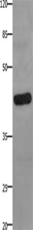 PTGER2 Antibody