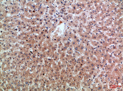 EREG Antibody