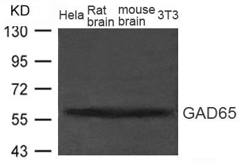 GAD2 Antibody