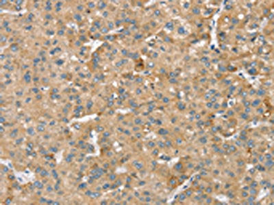 SMC4 Antibody