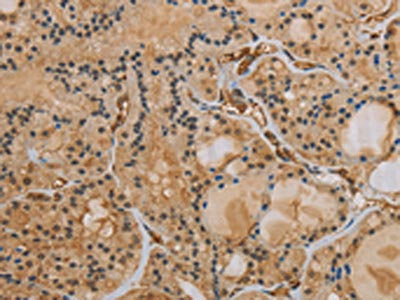 IPO9 Antibody