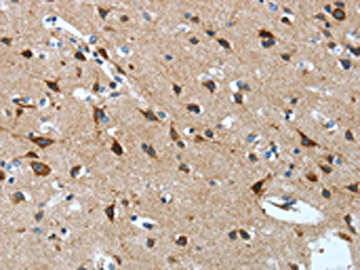 OPRD1 Antibody