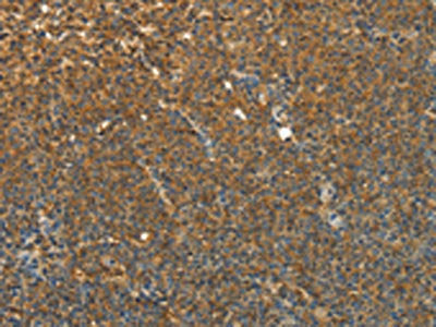 TEKT1 Antibody