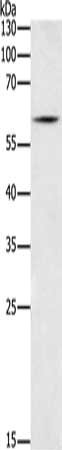 BCL2L13 Antibody