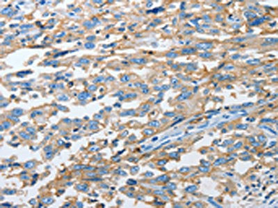 CD44 Antibody