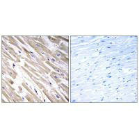 FGF18 Antibody