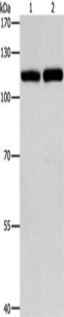 TLR3 Antibody