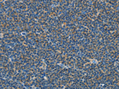 COX7B2 Antibody