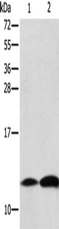 B2M Antibody
