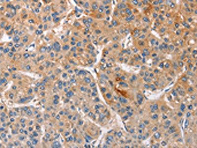 CCL4 Antibody