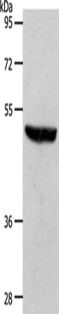 S1PR1 Antibody