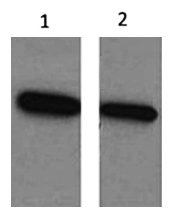 ECFP Mouse Polyclonal Antibody