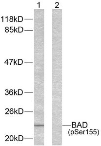 Phospho-Bad (Ser155) Antibody