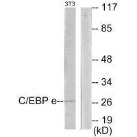 CEBPE Antibody