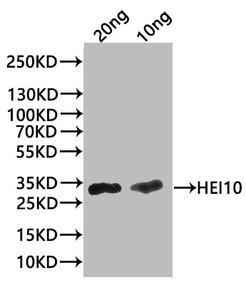 HEI10 Antibody