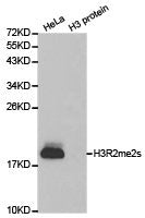 Histone H3R2me2s Antibody