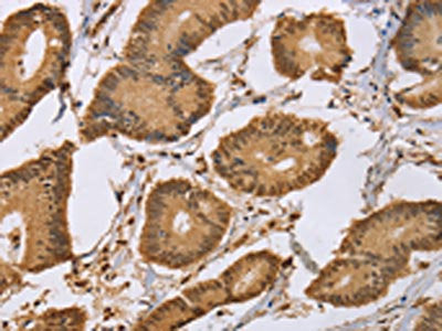 CEL Antibody