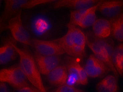 REL (Ab-503) Antibody