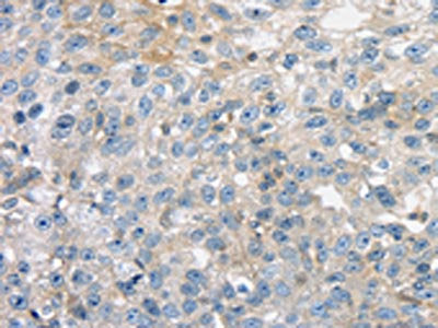 THAP2 Antibody