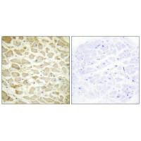 COL14A1 Antibody
