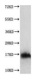 IL3 Antibody