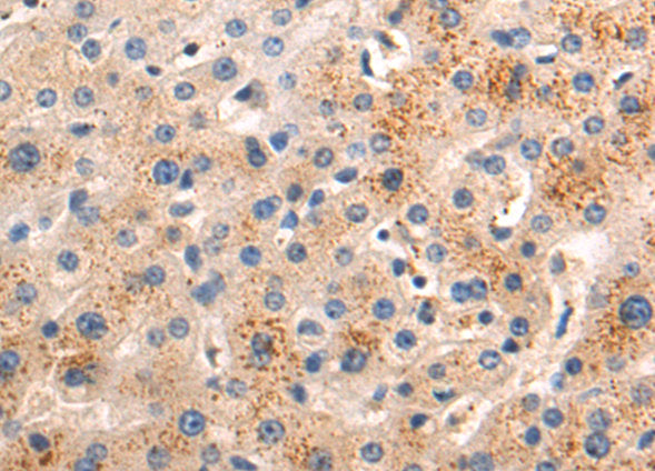 MFSD2A Antibody