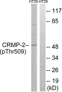 Phospho-DPYSL2 (Thr509) Antibody